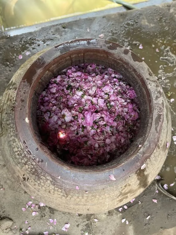 Premium Rose Attar - Image 4